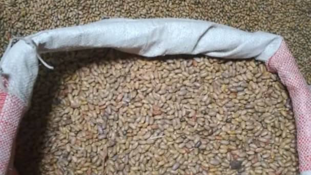 Nord-Kivu : L’abondance des récoltes de Rutshuru fait chuter le prix des haricots à Goma, mais la crise économique freine la demande