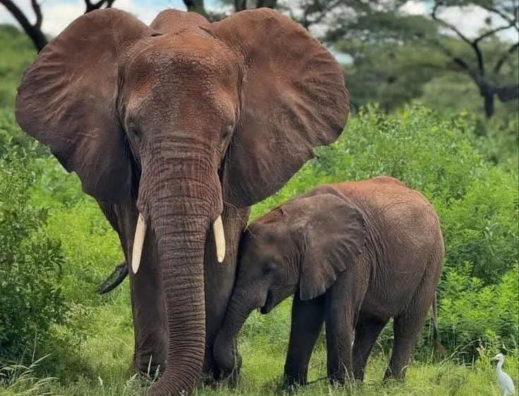 Nord-Kivu : un éléphant en divagation tue un cultivateur à Nyamilima, trois morts en une semaine